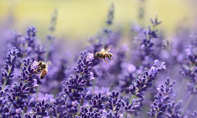 Czym się karmi pszczoły?