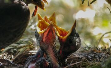 Czy karmić pszczoły zimą?