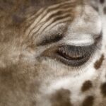 Jak usunąć plamy z potu z poduszki?