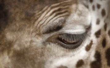 Jak usunąć plamy z potu z poduszki? Jak usunąć plamy z potu z poduszki?