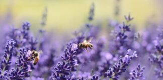 Jak pomóc słabej pszczołę?