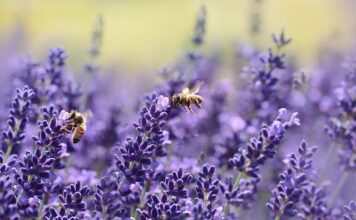 Kiedy zacząć karmić pszczoły na zimę? Kiedy zacząć karmić pszczoły na zimę?