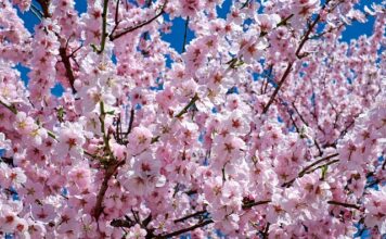 Co do spacerówki na wiosnę?