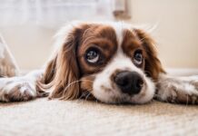Jak mówić do psa aby słuchał?