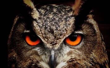 Jak zrobić sowę z papieru? Jak zrobić sowę z papieru?