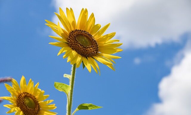 Co na okno do pokoju chłopca?