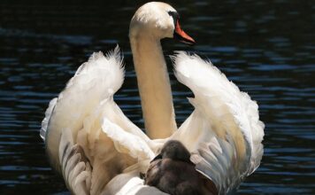 Czy można przewozić dziecko w foteliku bez bazy?